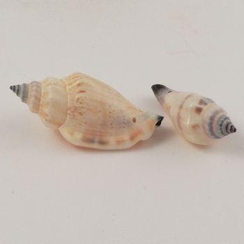 Various Sized Natural Sea Shell 1 Hole Button